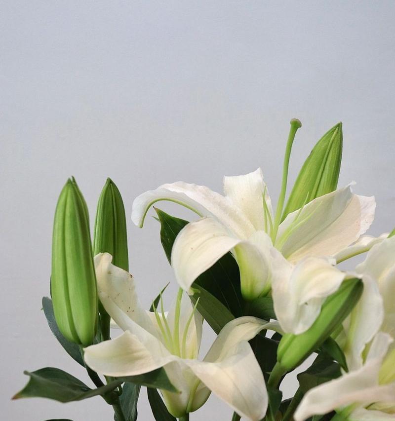 百合花花语用心是什么意思？百合花的花语如何用心表达？