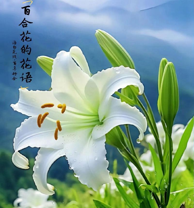 百合花花语用心是什么意思？百合花的花语如何用心表达？