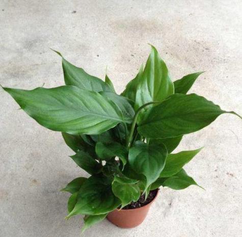 广东万年青花语是什么？广东万年青的花语有哪些？