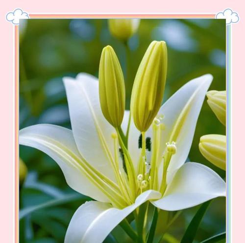 桔百合花的花语是什么？桔百合花代表了哪些情感？