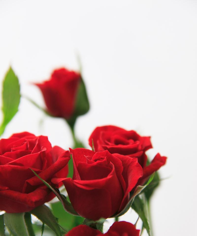 代表爱的花有哪些？各自的花语是什么？