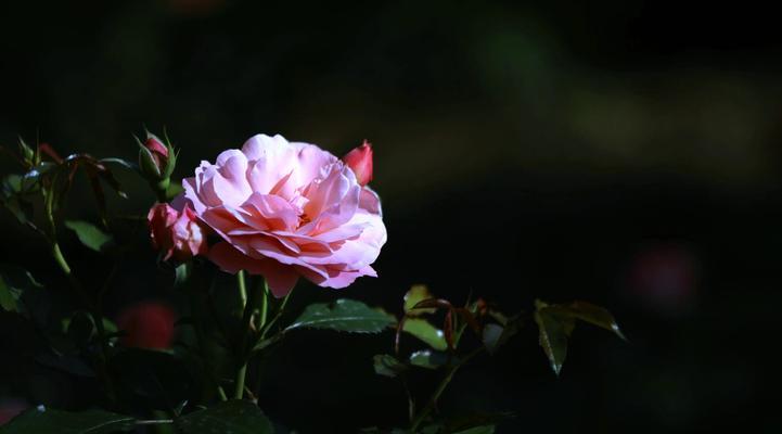 紫月季花语独特含义是什么？