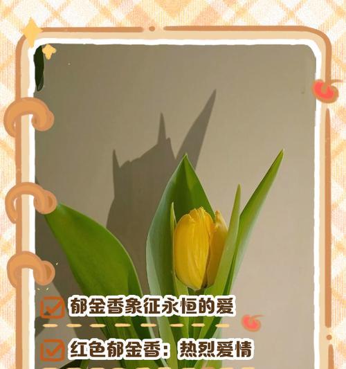 双色郁金香传递什么信息？
