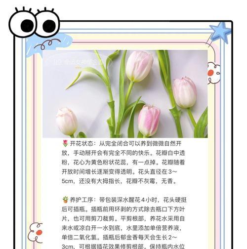 双色郁金香传递什么信息？