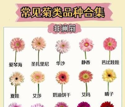 室内植物有哪些花语？