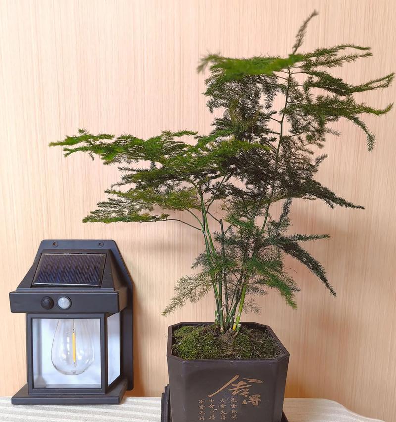 室内植物有哪些花语？