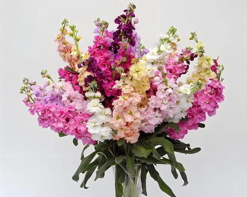 花箴言中包含哪些花语？