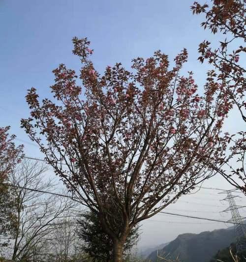 日本晚樱的花语是什么？