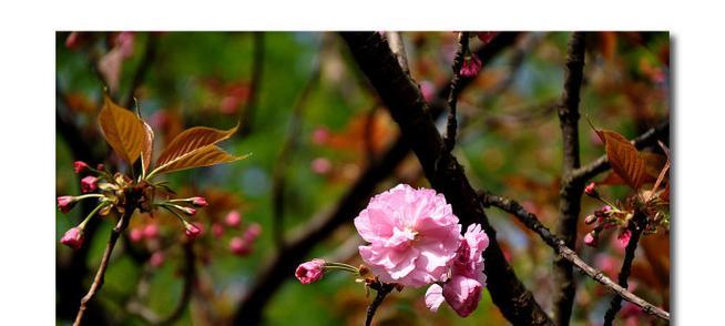 日本晚樱的花语是什么？