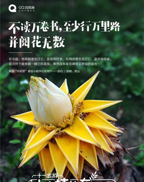 吊金钟的花语有何寓意？