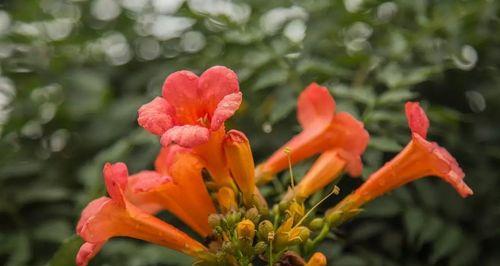 吊金钟的花语有何寓意？