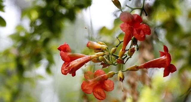 吊金钟的花语有何寓意？