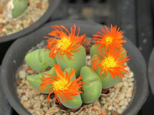 生石花的花语是什么？