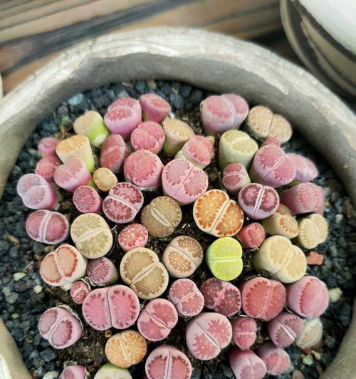 生石花的花语是什么？