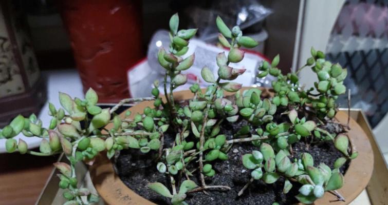 达摩福娘花的花语有何特别之处？