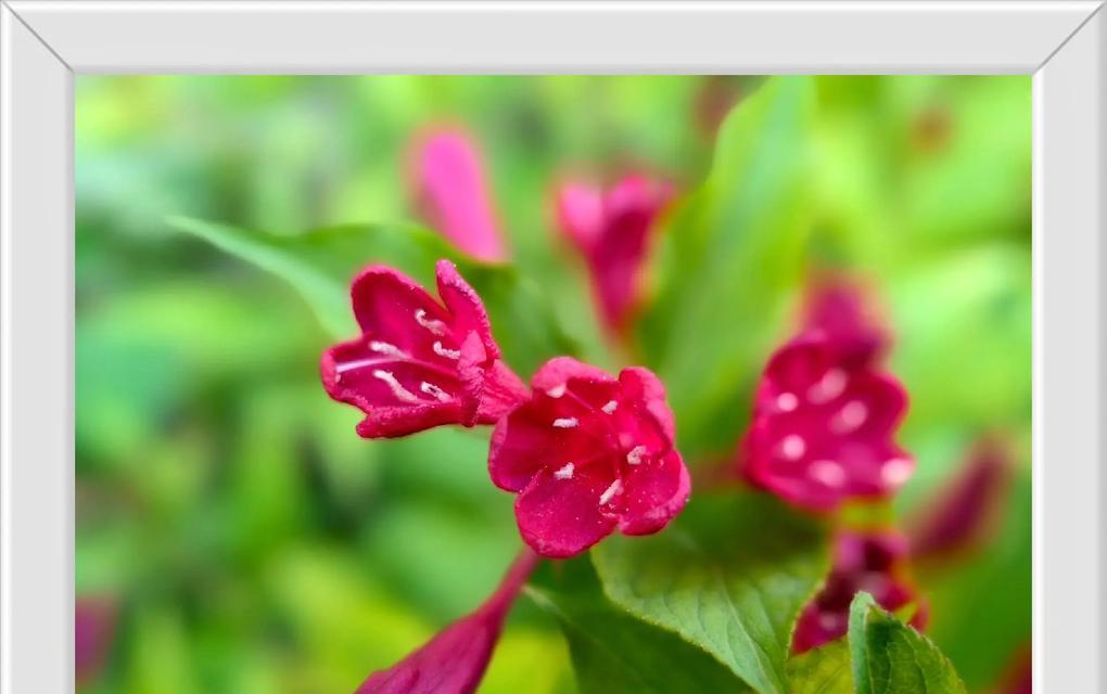 红王子锦带花的花语是什么？