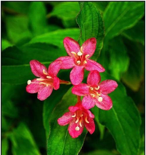 红王子锦带花的花语是什么？