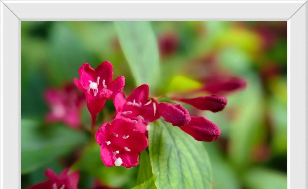 红王子锦带花的花语是什么？