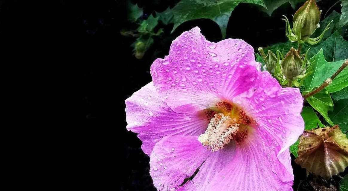 木芙蓉的花语有何含义？