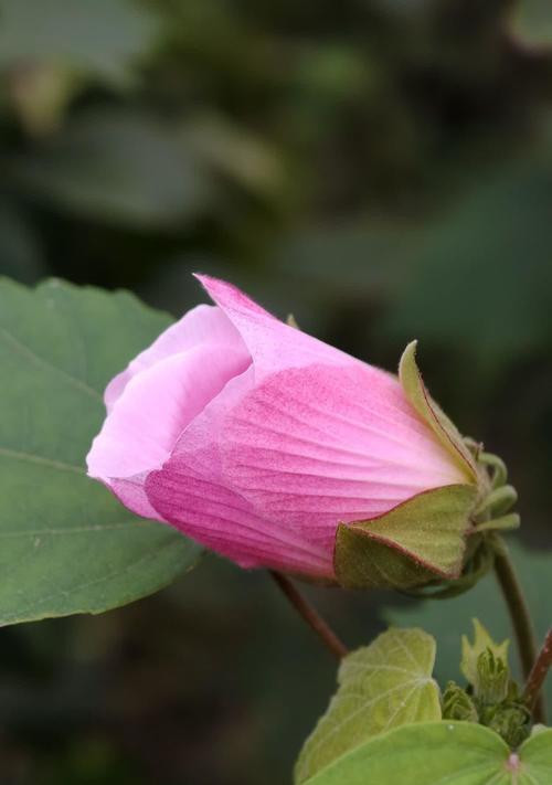 木芙蓉的花语有何含义？