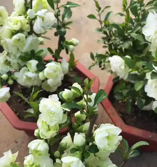 绿宝石植物的花语代表什么？