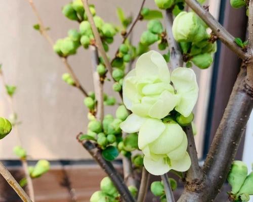 绿宝石植物的花语代表什么？