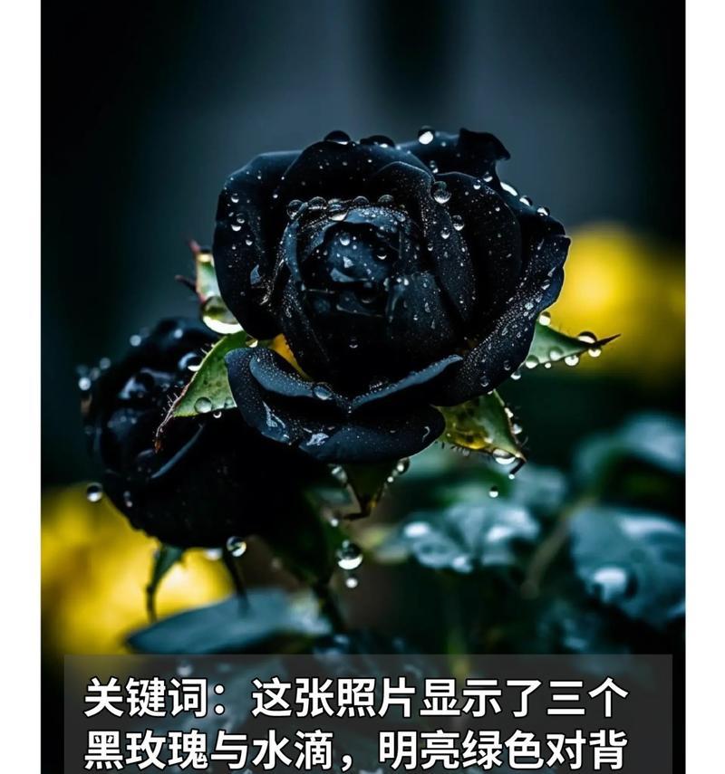 带刺黑玫瑰的花语有何深意？