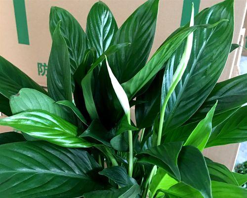 一帆风顺植物的花语是什么？