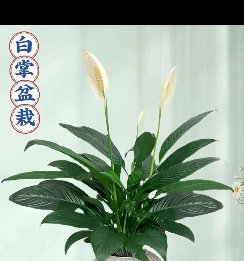 一帆风顺植物的花语是什么？