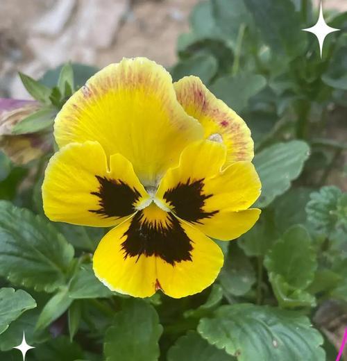 三色堇花语是什么？它的花语来历有哪些？