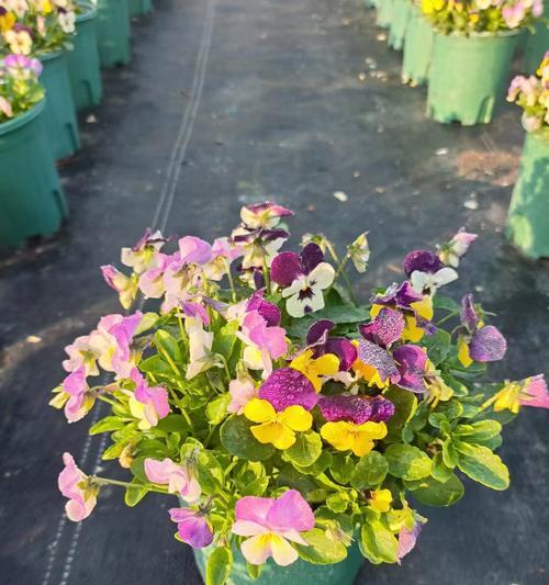 三色堇花语是什么？它的花语来历有哪些？