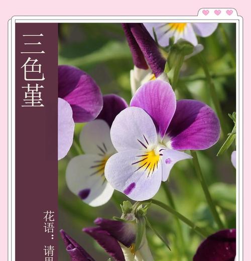 三色堇花语是什么？它的花语来历有哪些？