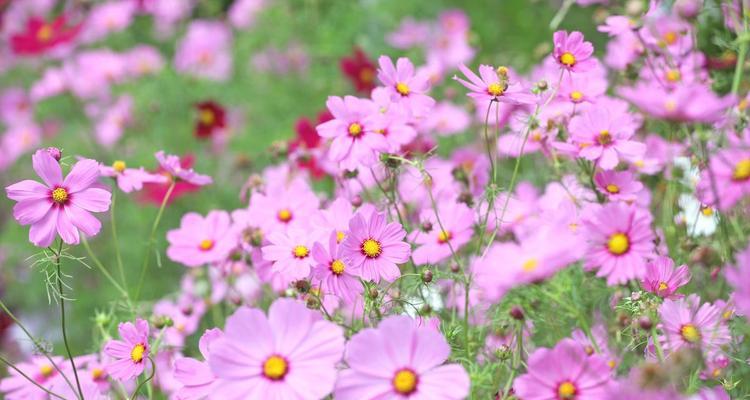 两朵波斯菊花语是什么？它们的寓意是什么？