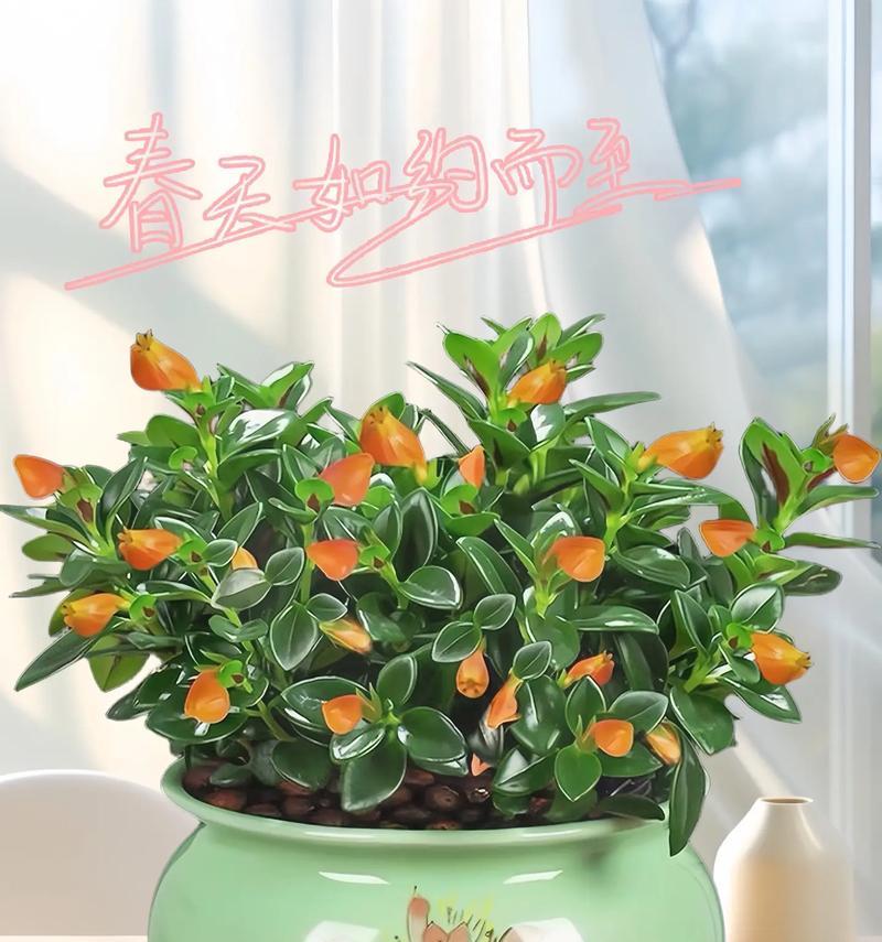 吊兰小白花的花语是什么？它有什么特别的含义？