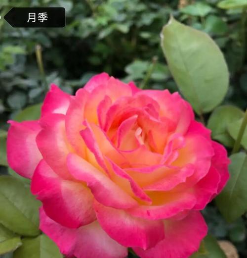 八大名花的花语是什么？它们各自代表了什么？