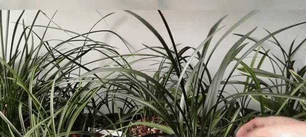 八大名花的花语是什么？它们各自代表了什么？