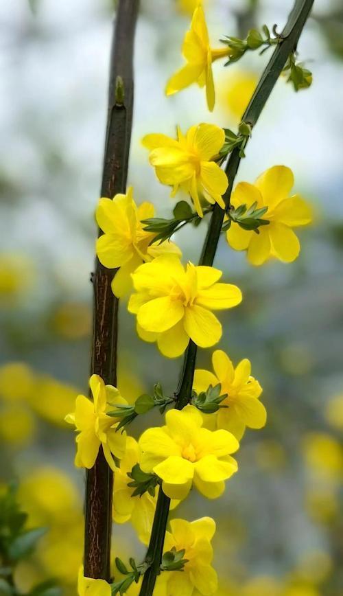 迎春花的花语和寓意是什么？它代表了什么？