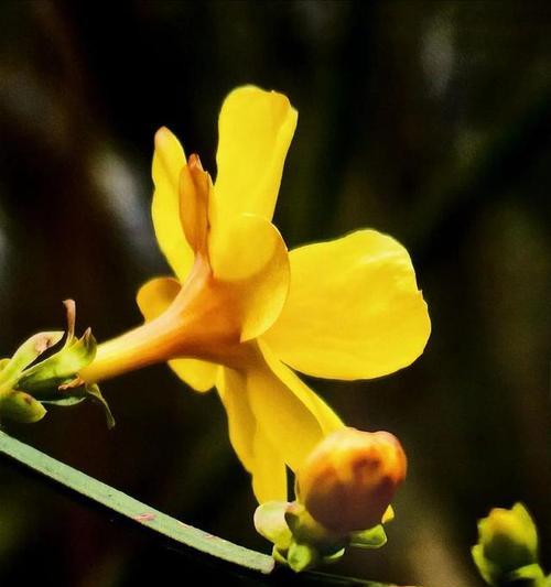 迎春花的花语和寓意是什么？它代表了什么？