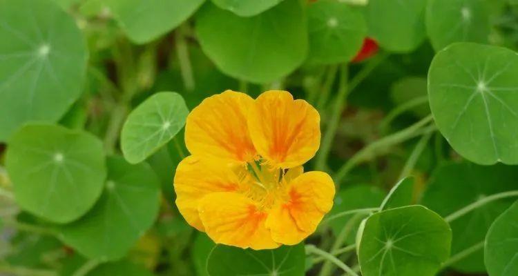旱种金莲花的花语是什么？它有什么特别的含义？