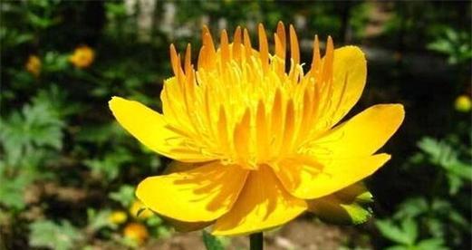 旱种金莲花的花语是什么？它有什么特别的含义？
