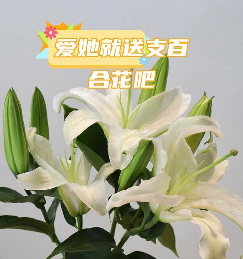 西方的百合花花语是什么？它代表了哪些情感？