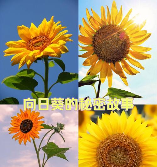 五颜六色的花语是什么？它们各自代表了什么？
