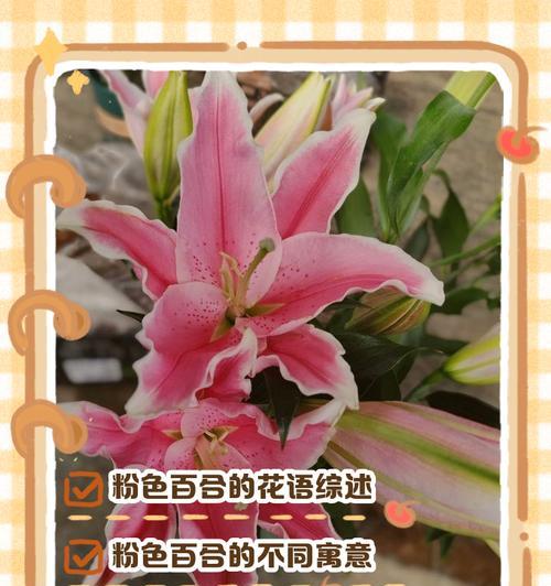 莉莉百合花的花语是什么？它有什么特别的含义？