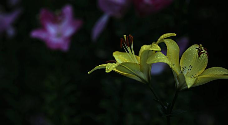 莉莉百合花的花语是什么？它有什么特别的含义？