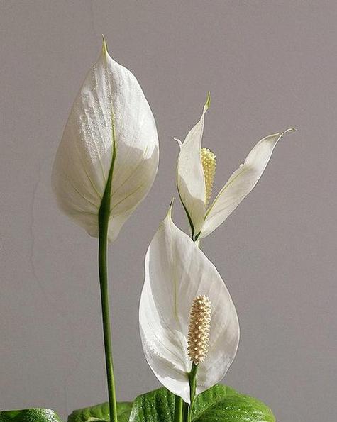 一帆风顺花的花语是什么？它有什么特别的含义？