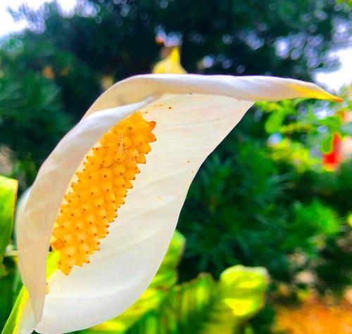一帆风顺花的花语是什么？它有什么特别的含义？