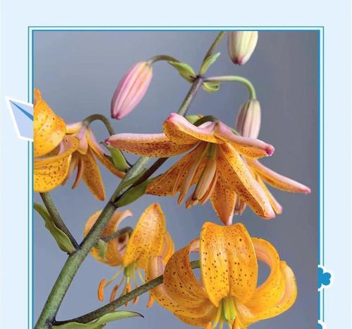 橘色百合花的花语是什么？它代表了哪些情感？