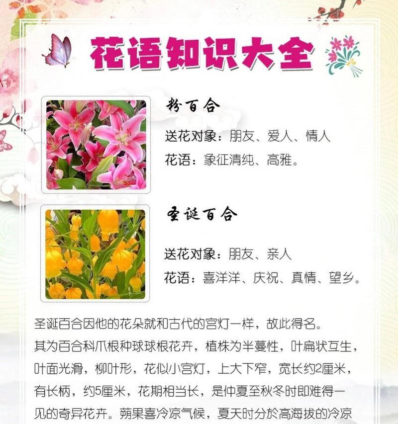 橘色百合花的花语是什么？它代表了哪些情感？