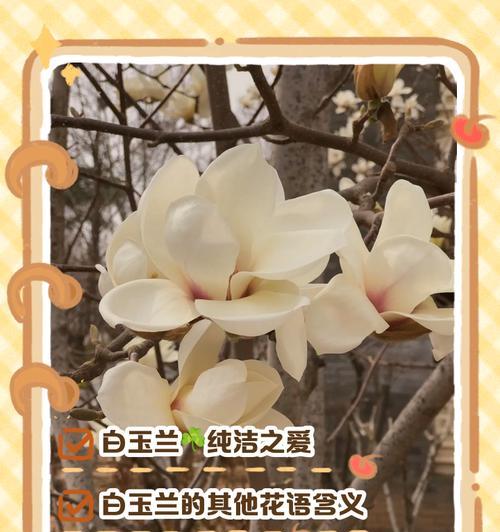 水培白玉兰的花语是什么？它代表了哪些情感？