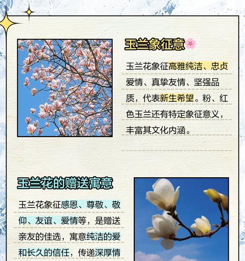 水培白玉兰的花语是什么？它代表了哪些情感？